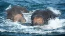 Dua ekor gajah berusaha menjaga belalai mereka berada di atas permukaan laut satu kilometer dari lepas pantai Sri Lanka, Minggu (23/7). Sepasang gajah liar itu berhasil dibawa ke darat usai usaha penyelamatan oleh AL Sri Lanka. (STR/SRI LANKAN NAVY/AFP)