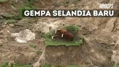 Gempa di Selandia Baru memorak-porandakan kawasan perbukitan. Di tengah kondisi bukit yang berantakan ada kawanan sapi terjebak