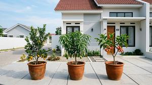 10 Tanaman Buah untuk Rumah Tipe 36, Cocok Ditanam dalam Pot