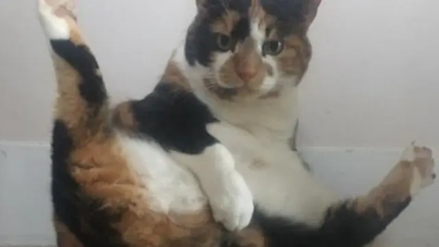 Tak Selalu Menggemaskan, Ini 8 Potret Saat Kucing Bertingkah Aneh