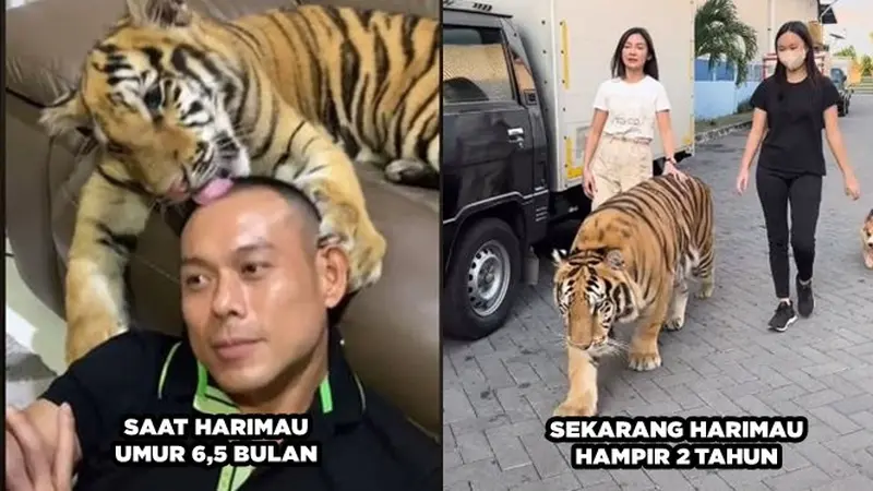 Sempat Viral, Ini 6 Video Terbaru Keluarga yang Pelihara Harimau di Rumah Bak Kucing
