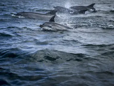 Lumba-lumba berenang di Tagus melewati perahu pengamat spesies laut di lepas pantai Lisbon, Portugal pada 7 Agustus 2021. Sejak adanya pembatasan aktivitas warga akibat pandemi covid-19 (lockdown), lumba-lumba telah kembali ke muara Tagus. (PATRICIA DE MELO MOREIRA / AFP)