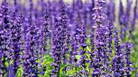 Ilustrasi lavender (Gambar oleh S. Hermann & F. Richter dari Pixabay)