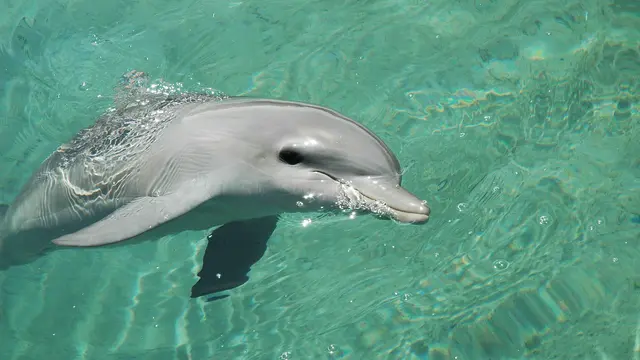 Dolphin