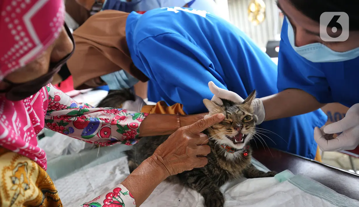 Petugas memeriksa seekor kucing saat melakukan vaksinasi antirabies terhadap hewan peliharaan di Kelurahan Rawa Jati, Jakarta, Sabtu (7/11/2020). Pemberian vaksin gratis tersebut untuk menghindari dan mengantisipasi penyebaran penyakit rabies kepada hewan peliharaan. (merdeka.com/Imam Buhori)