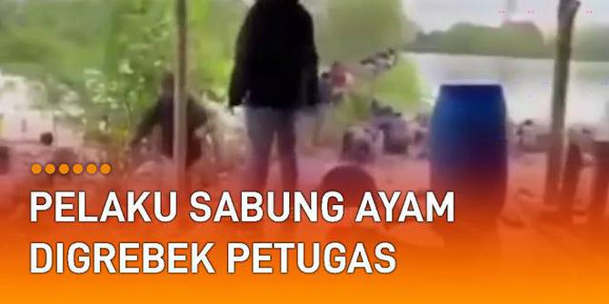 VIDEO: Kocar-Kacir, Pelaku Sabung Ayam Digerebek Petugas Kepolisian