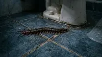 Cara Mengatasi Kelabang yang Muncul di Kamar Mandi Saat Musim Hujan, Terbasmi sampai Kecoa-Kecoanya