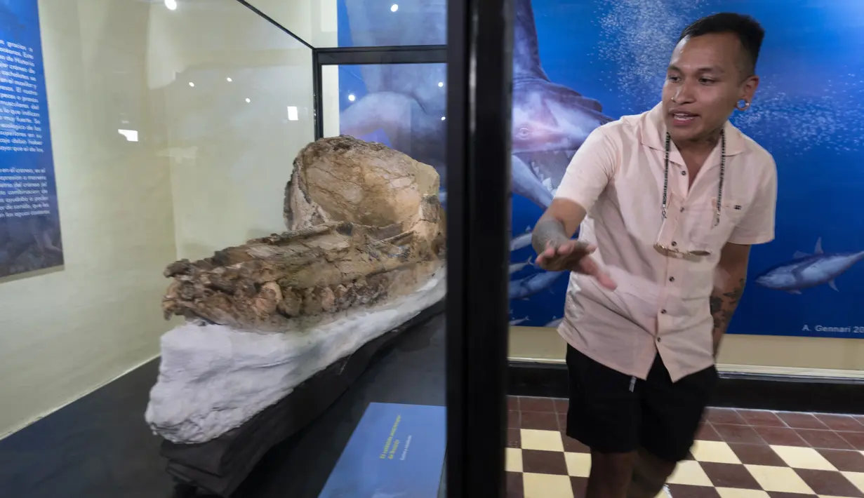 Ahli paleontologi Peru Aldo Benites dan Jeri Ramon, Direktur Peruvian University of San Marcos, menjelaskan rincian penemuan fosil paus sperma prasejarah "diawetkan utuh selama tujuh juta tahun" di National Natural History di Lima, Rabu (15/2/2023). Diperkirakan panjang total hewan itu antara 5 dan 5,5 meter, dianggap sebagai predator berukuran sedang. (Cris BOURONCLE / AFP)