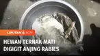 Rabies atau penyakit anjing gila meresahkan warga Passo, Ambon, Maluku. Sejumlah hewan ternak mereka mati setelah digigit anjing rabies.