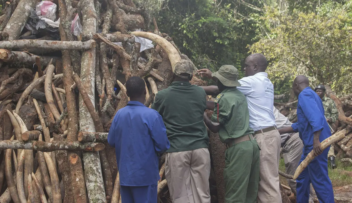 Petugas berwenang Malawi menata 2,6 ton gading gajah selundupan dari Tanzania untuk dimusnahkan, Senin (14/3/2016). Gading sebanyak 781 buah senilai hampir USD3 juta (sekitar Rp39 miliar) tersebut dimusnahkan dengan cara dibakar. (AMOS GUMULIRA/AFP)