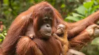 Sinar menjadi bayi orangutan kedua yang lahir di Taman Nasional Gunung Palung. (dok. Biro Humas KLHK/Dinny Mutiah)