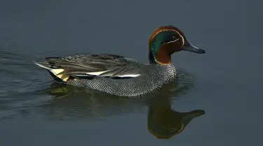 Seekor bebek teal Eurasia berenang di perairan Danau Taudaha di pinggiran Kathmandu (18/1/2021). Danau Taudaha adalah danau kecil di pinggiran Kathmandu, di Nepal. (AFP/Prakashh Mathema)