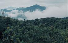 Misteri Hutan Awan, Tempat Mirip Dongeng yang Nyata dan Punya Hewan-Hewan Menakjubkan