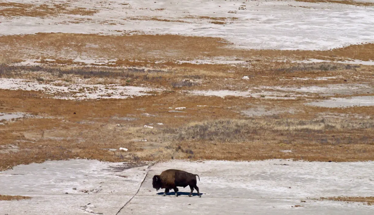 Seekor bison berjalan menyusuri tepian Great Salt Lake di Pulau Antelope, Utah, Amerika Serikat, 25 Oktober 2022. (AP Photo/Rick Bowmer)