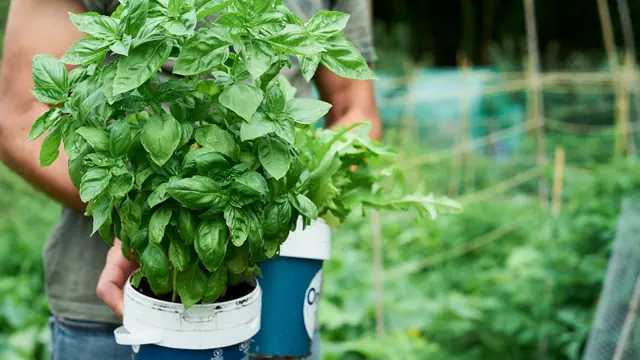 Basil
