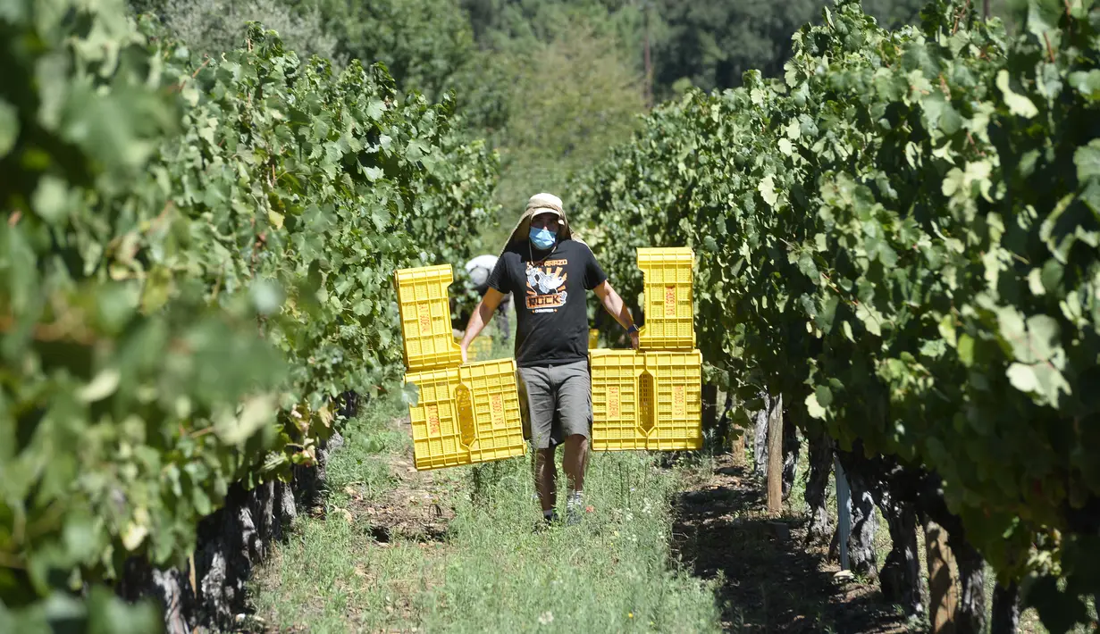 Seorang pemetik anggur yang memakai masker bekerja selama panen tahun 2020 di kebun anggur kilang anggur Godeval di O Barco de Valdeorras, Spanyol (26/8/2020). (AFP Photo/Miguel Riopa)