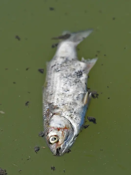 Seekor ikan mati mengambang di Laguna Etang de Berre, dekat Marseille, Prancis (1/7/2019). Gelombang panas selama sepekan di laguna menyebabkan penurunan kadar oksigen yang mengakibatkan kematian beberapa ton ikan. (AFP Photo/Boris Horvat)
