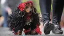 Seekor anjing jenis dachshund dihias mirip wanita Gypsi saat mengikuti Parade Dachshund di St.Petersburg, Rusia, Sabtu (27/5). (AP Photo / Dmitri Lovetsky)