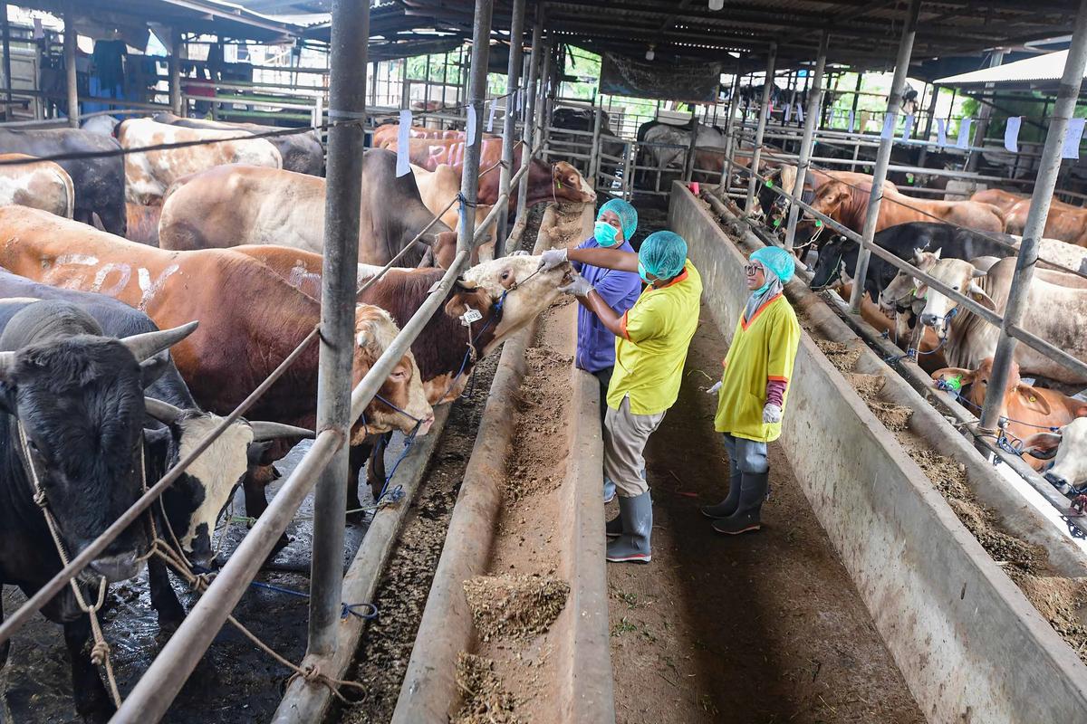 FOTO: Pemeriksaan Hewan Kurban Diperketat Jelang Idul Adha 1447 H
