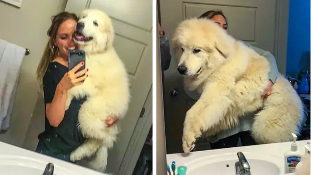 Menggemaskan tapi Bikin Melongo, 10 Anjing Ini Lebih Besar dari Tuannya