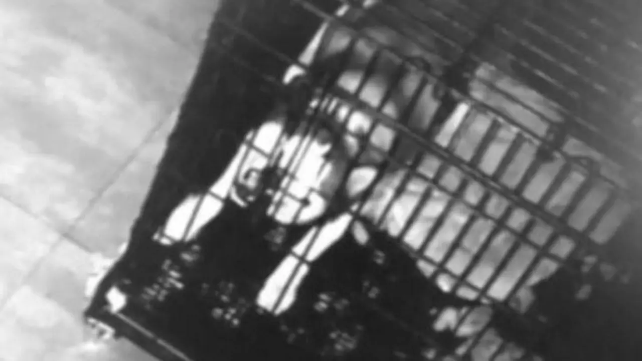 Terekam CCTV, Aksi Husky Cerdik Bebaskan Diri Sendiri dari Kandang