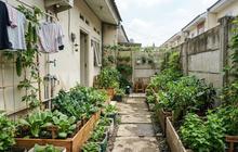 Cara Menata Halaman Belakang Rumah Subsidi Menjadi Kebun Sayur Produktif dengan Modal Terjangkau
