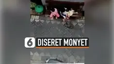 ATRAKSI TOPENG MONYET BERUJUNG PETAKA, BALITA DISERET HINGGA TERLUKA