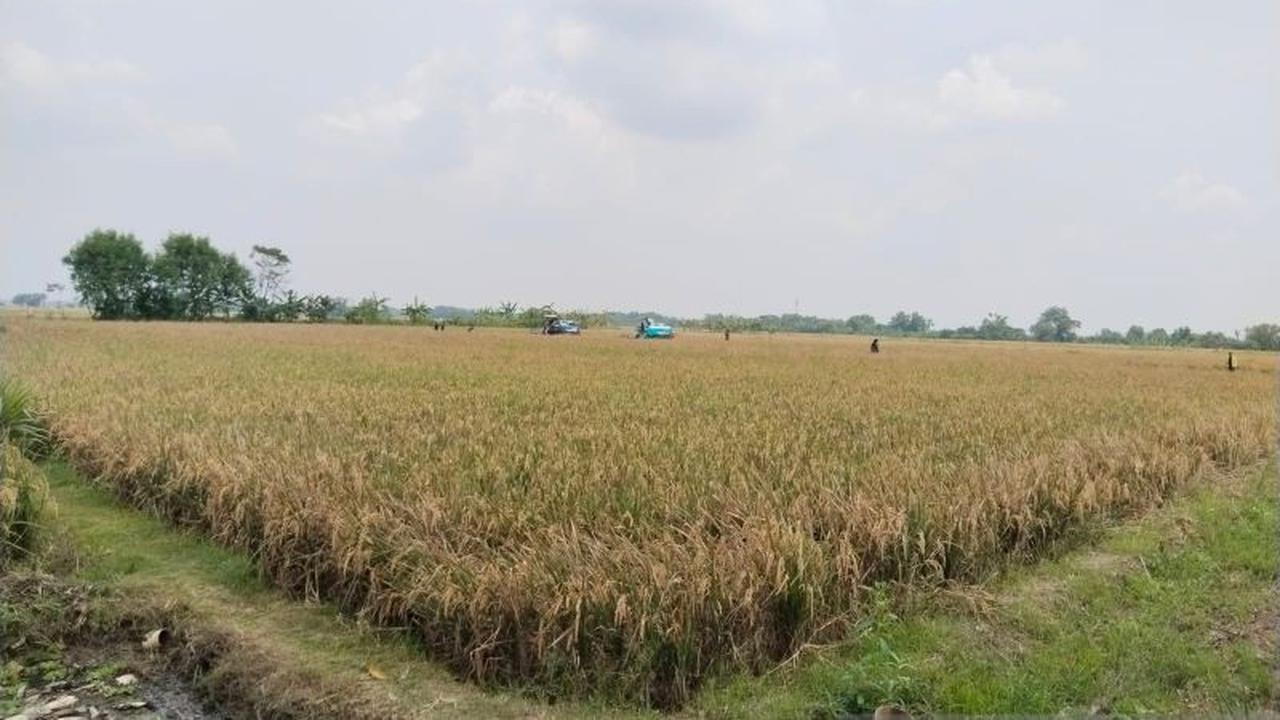 DPRD Jabar Dukung Penambahan Luas Lahan Pertanian Berkelanjutan Karawang Jaga Ketahanan Pangan