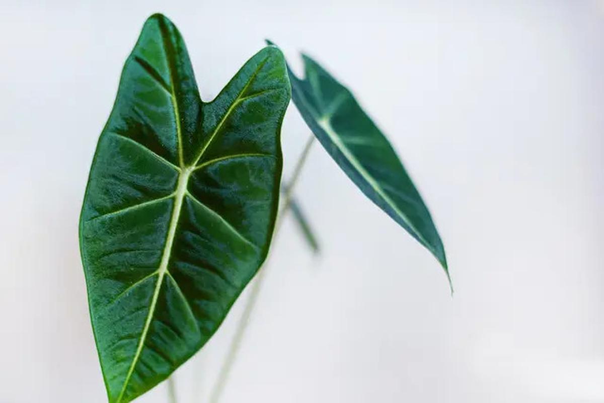 8 Tanaman Hias Daun Cantik yang Bisa Membuat Taman Rumah Lebih Segar