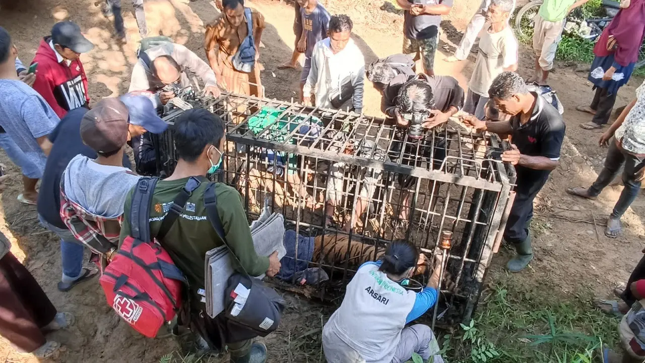 Seekor harimau sumtra dievaksuai di Kabupaten Agam, Selasa (11/1/2022).
