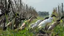 Kawanan bebek dikerahkan untuk membasmi siput dan hama kebun anggur di Vergenoegd, Afrika Selatan (10/6). Sekitar 1.000 ekor bebek digunakan untuk membasmi hama. (AFP PHOTO/Rodger Bosch)