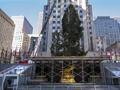 Pohon Natal Rockefeller Center 2020 diletakkan di Rockefeller Plaza, New York pada Sabtu (14/11/2020). Pohon cemara spruce Norwegia setinggi 75 kaki dan 11 ton tersebut berasal dari Oneonta untuk menyambut Natal 2020. (AP Photo/Craig Ruttle)
