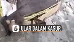 Beredar video puluhan ular bersarang di dalam kasur spring bed. Ternyata kasur spring bed itu memang sudah lama tidak digunakan.