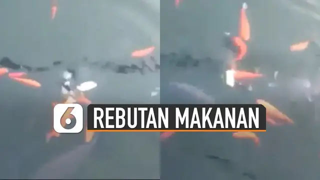 Tiba-tiba seekor tikus muncul berenang dan membawa kabur makanan yang jadi rebutan ikan.