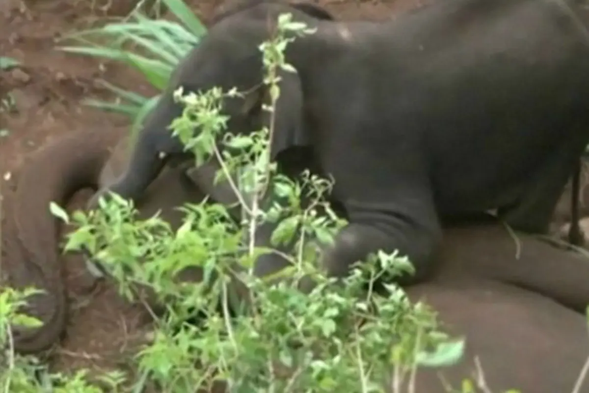 Induk gajah tragis (0)