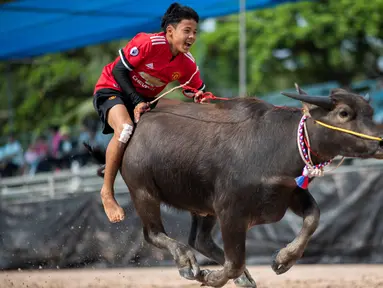 Seorang joki memacu kerbaunya dalam perlombaan balap kerbau tahunan di Chonburi, Thailand, Selasa (23/10). Lomba ini menandai berakhirnya musim hujan dan awal panen padi dalam tradisi yang berumur lebih dari satu abad. (Jewel SAMAD/AFP)