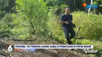 Penemuan ladang ganja seluas 600 meter persegi di perbatasan Indonesia-Papua Nugini.&nbsp;Dari lokasi, tim gabungan juga mengamankan barang bukti tanaman ganja seberat 50 kg. (YouTube Liputan6)