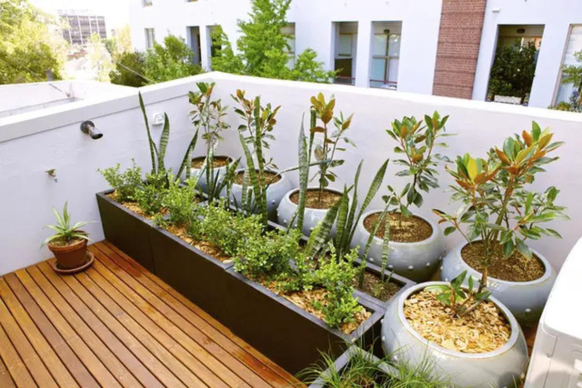 Model Taman Rooftop Minimalis untuk Area Hijau, Ciptakan Keasrian yang Estetik