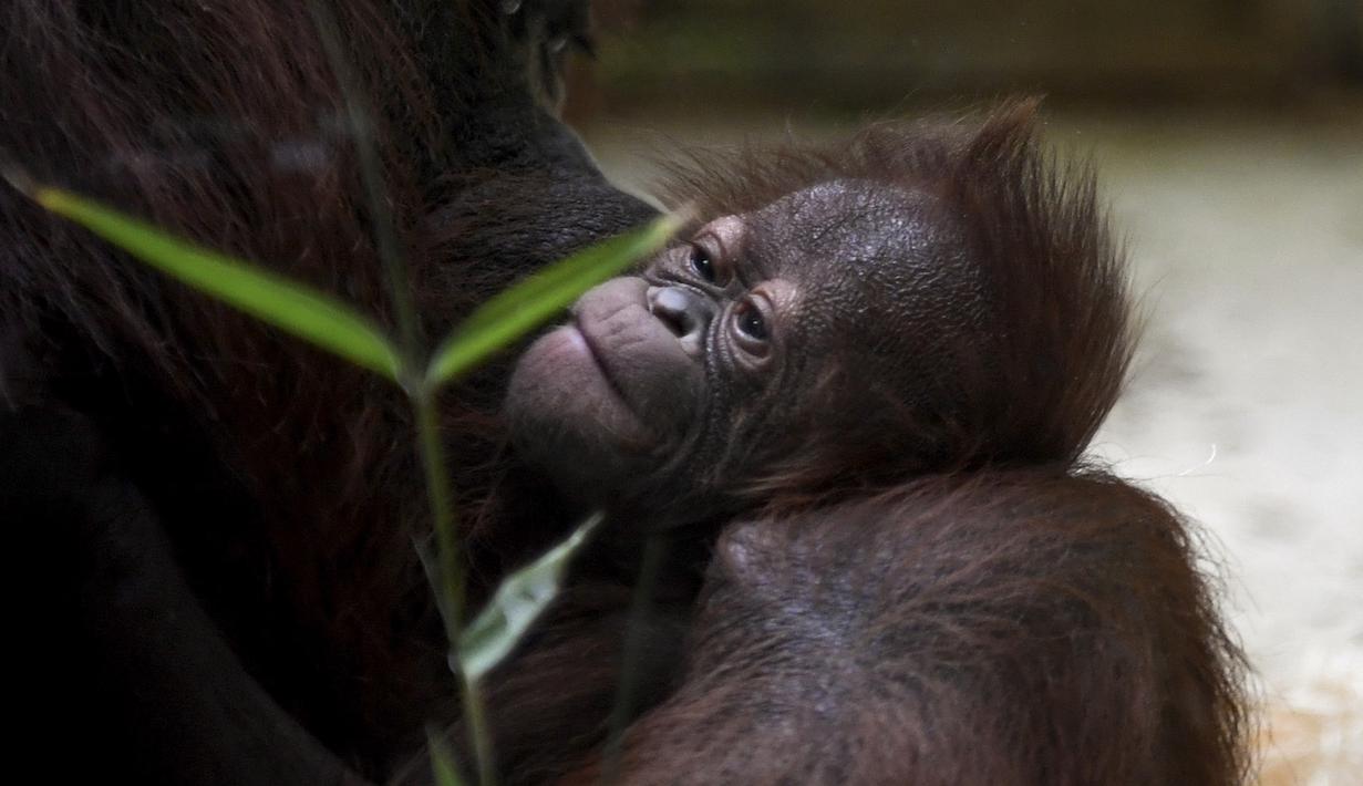 FOTO: Bayi Orangutan Kalimantan yang Terancam Punah Lahir di Paris - Global Liputan6.com