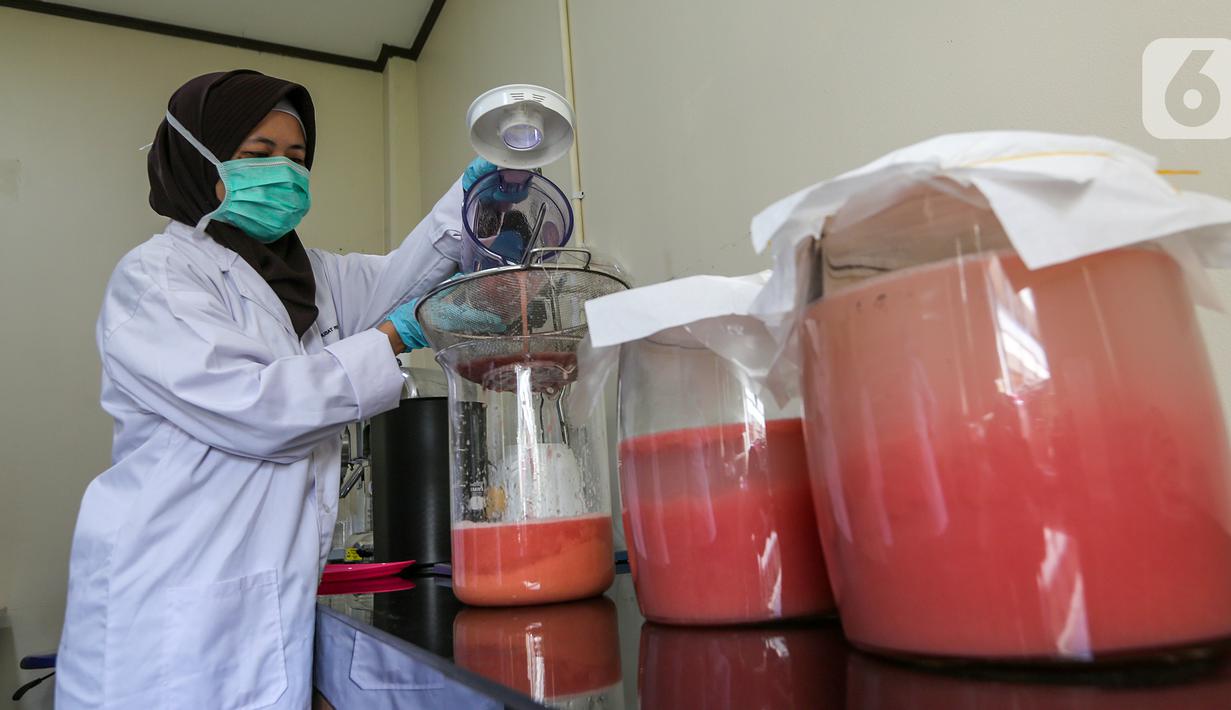 Peneliti menuangkan jambu merah yang telah diblender sebelum difermentasi di Kimia Pangan Pusat Penilitian Kimia LIPI Puspitek, Serpong, Tangerang, Kamis (4/6/2020). Proses fermentasi selama 2-7 hari cocok diminum yang imunitas rendah di masa pandemi Covid-19. (Liputan6.com/Fery Pradolo)