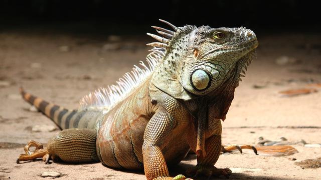 Ilustrasi iguana (Pixabay)