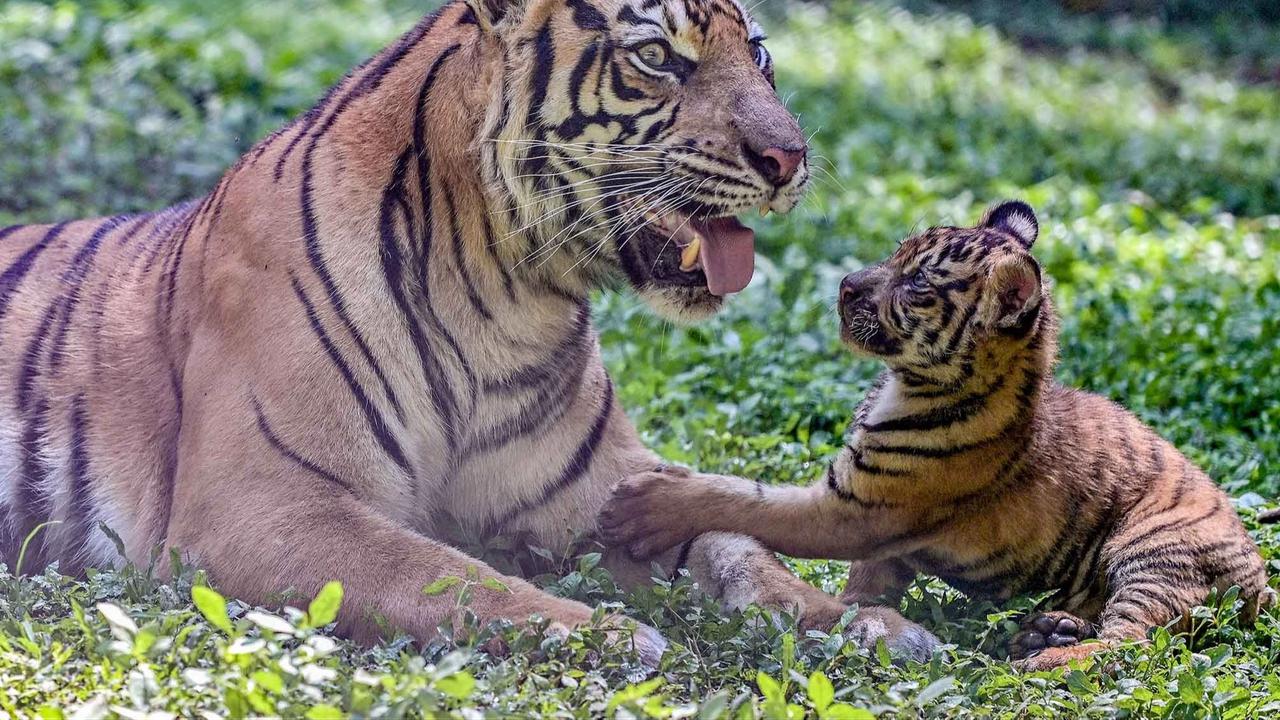 FOTO: Tingkah Menggemaskan Empat Anak Harimau Sumatra di Taman Safari Prigen