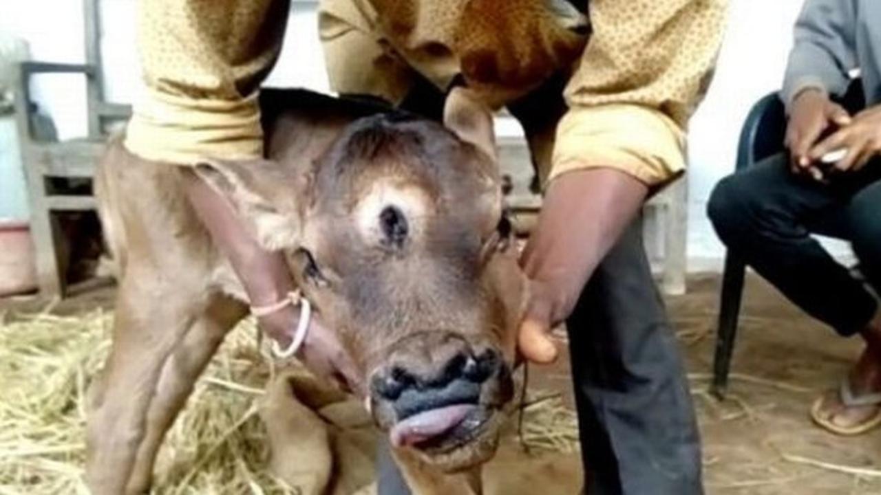 Punya Tiga Mata, Anak Sapi Ini Dipuja Layaknya Dewa