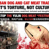 Meski tuai protes, festival Yulin 2016 tetap diadakan (foto : istimewa)