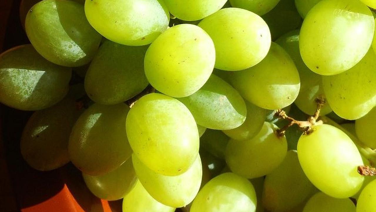Manfaat Anggur Muscat yang Viral Punya Aroma Unik, Kenali Kandungannya