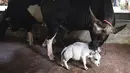 Seekor sapi domestik berdiri di sebelah sapi kerdil bernama Rani, di sebuah peternakan sapi di Charigram, sekitar 25 km dari Savar, Bangladesh, Selasa (6/7/2021). Sang pemilik mendaftarkan Rani ke Guinness Book dan mengklaimnya sebagai sapi terkecil di dunia. (Munir Uz zaman/AFP)