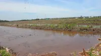 Periode Tanam Bisa 3 Kali Setahun Usai Program Cetak Sawah Rakyat di Kalteng