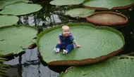 10 Fakta Tanaman Air Raksasa Asal Amazon, Bentuknya Indah dan Bisa Menopang Tubuh Anak-Anak