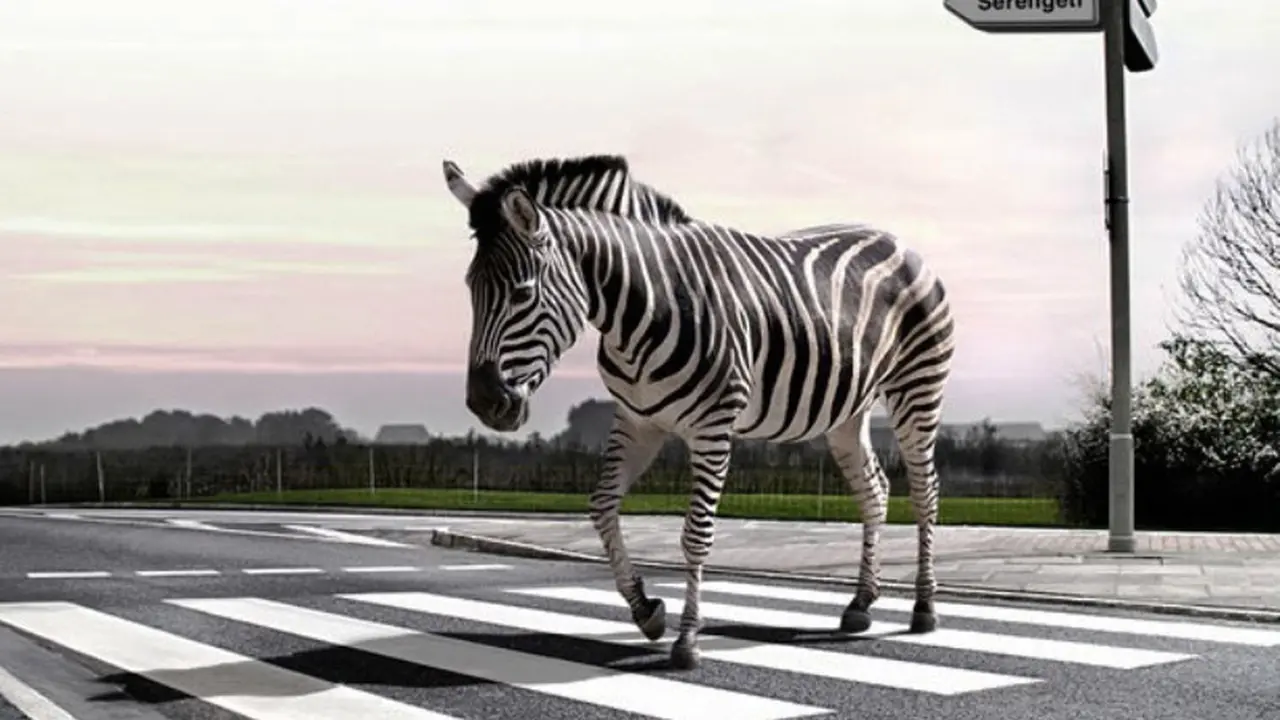 6 Motif Zebra Cross Paling Nyleneh di Dunia