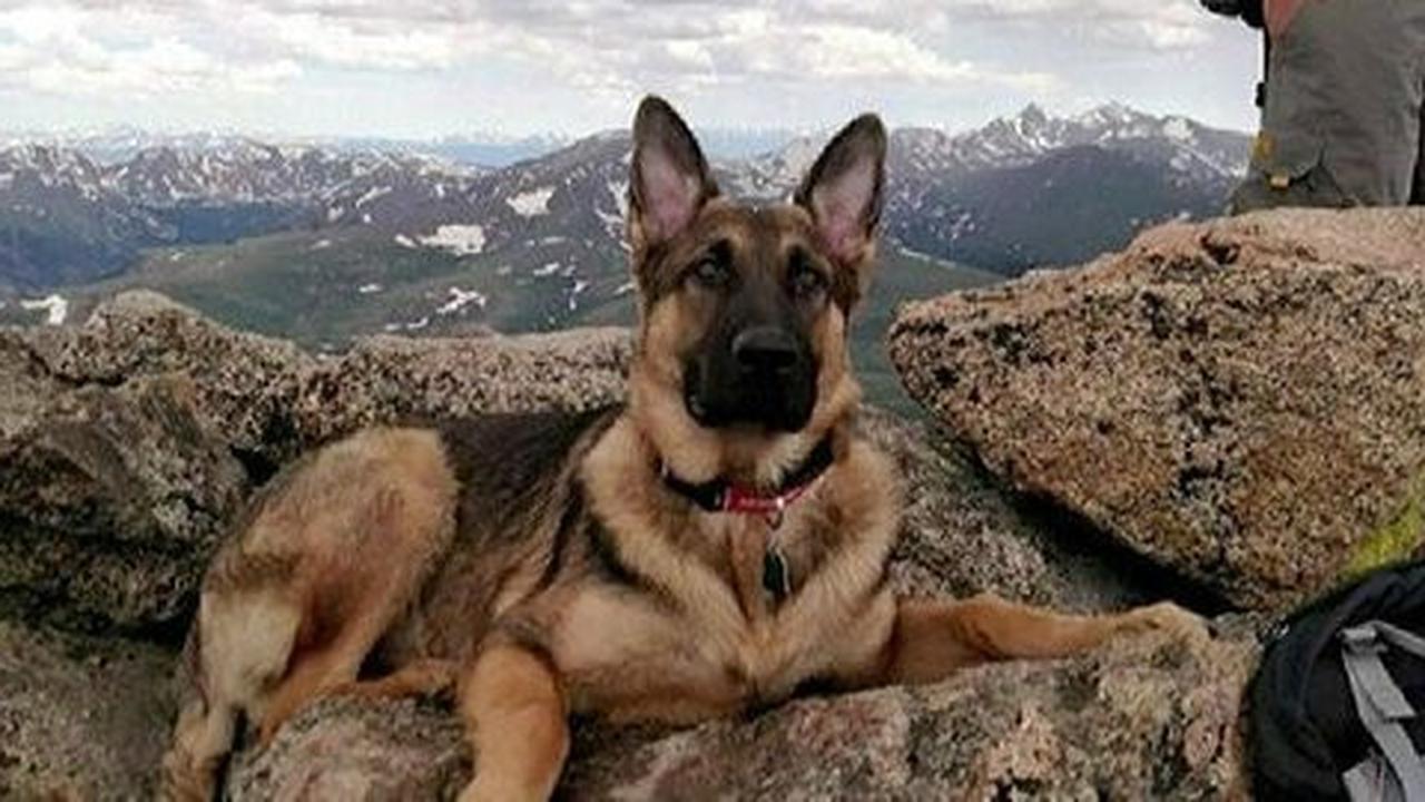 Anjing Rambo selamatkan pendaki dari sambaran petir
